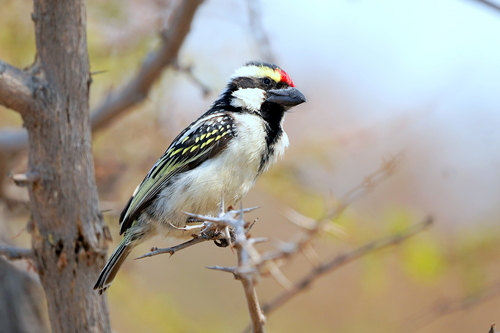 iNaturalist image