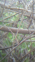 Uropsila leucogastra