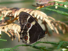 Tisiphone abeona albifascia
