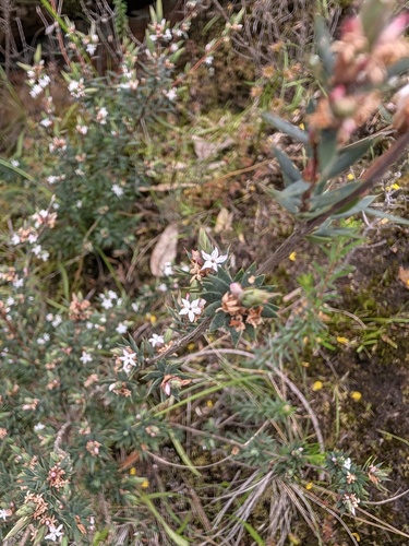 Brachyloma depressum, 2026-09-24
