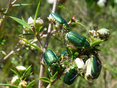 Diphucephala colaspidoides