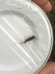 Rhagonycha lignosa