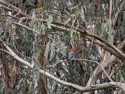 Gang-gang Cockatoo
