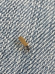 Rhagonycha lignosa
