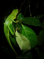 Bronchocela jubata