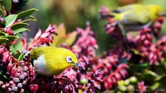 Zosterops japonicus montanus