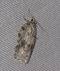 Acleris maximana