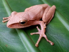 Polypedates leucomystax