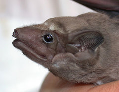Black-Bearded Tomb Bat photo 2