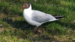 Chroicocephalus ridibundus