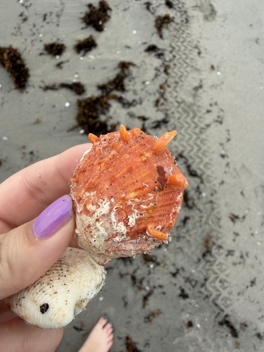 Spondylus tenuis observed 2026-09-30
