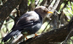 Turdus poliocephalus