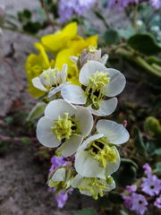 Chylismia claviformis claviformis