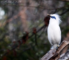 Leucopsar rothschildi