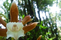 Phaius callosus