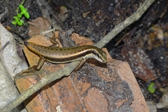 Sphenomorphus dussumieri