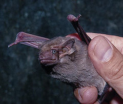 Black-Bearded Tomb Bat photo 3