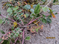 Chylismia claviformis claviformis