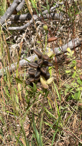 Crotalaria goreensis observed 2026-08-01