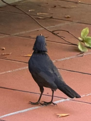 Eurasian Blackbird