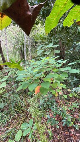 Homalanthus novoguineensis observed 2026-08-03