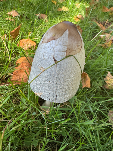 Shaggy Mane