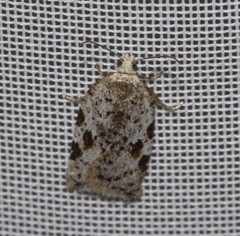 Acleris cornana