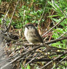 Aimophila ruficeps canescens