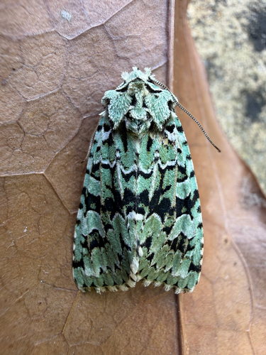Merveille du Jour