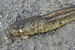 Thamnophis gigas