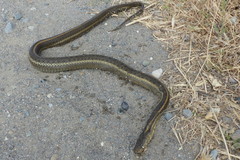 Thamnophis gigas