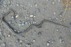 Thamnophis gigas