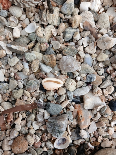 Notocypraea piperita observed 2026-09-30