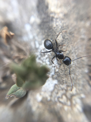 Camponotus aethiops