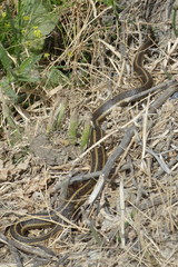 Thamnophis gigas