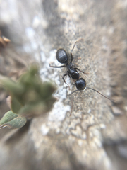 Camponotus aethiops