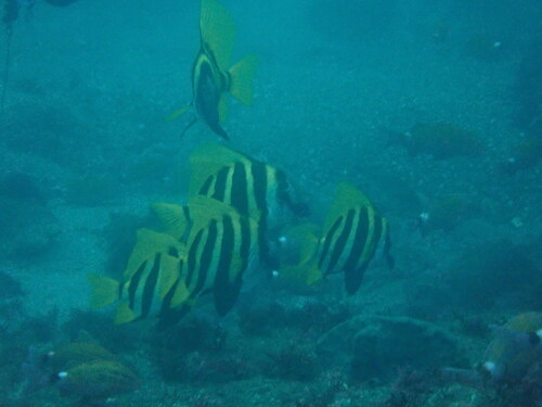 Evistias acutirostris observed 2026-09-26