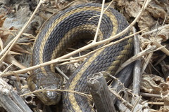 Thamnophis gigas