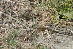 Thamnophis gigas