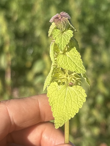 red deadnettle