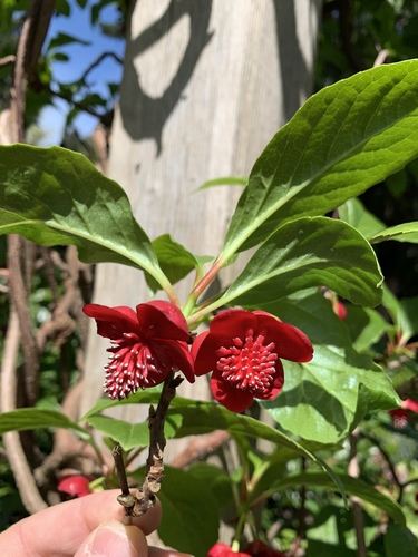Red-flowered Chinese magnolia vine (Schisandra rubriflora)