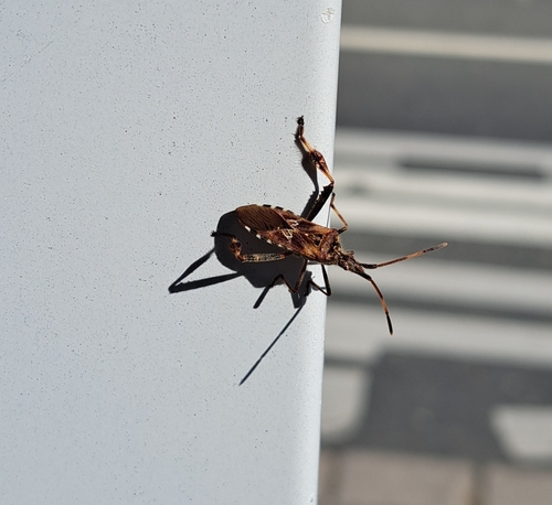 Western Conifer Seed Bug