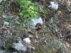 Campanula sibirica taurica