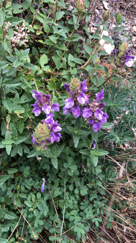 Alpine Skullcap