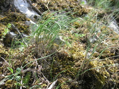 Allium marschalianum