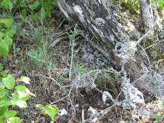 Campanula sibirica taurica