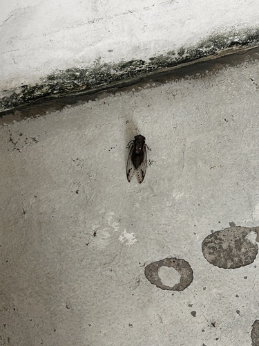 Champaka spinosa