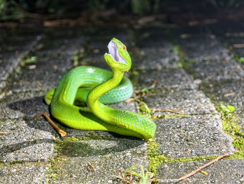 Pope’s Tree Viper