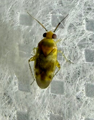 Campylomma observed 2026-09-30