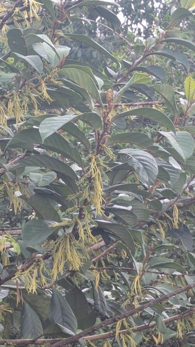 Cyathocalyx observed 2026-09-30